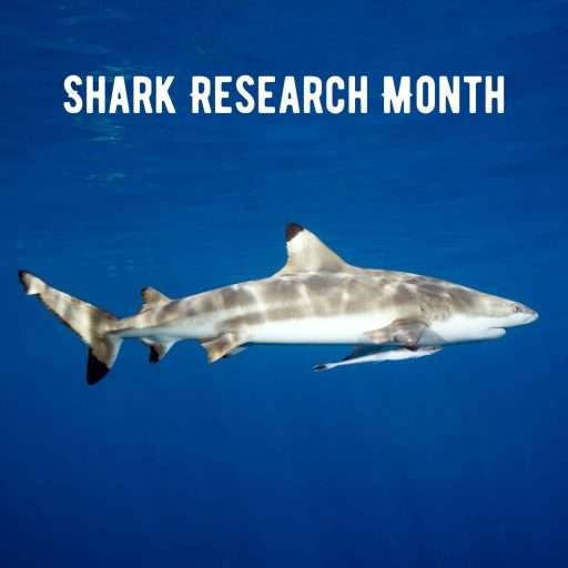 Shark Research Month Program Gili Air Indonesia